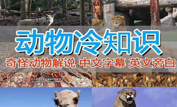 学习国外纪录片解说稳过中视频，轻松掌握动物解说、美食、动画片，外面卖1699-校睿铺